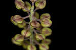 Field pepperweed